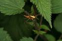 Tetragnatha_montana_D4986_Z_89_Les Gris_Frankrijk